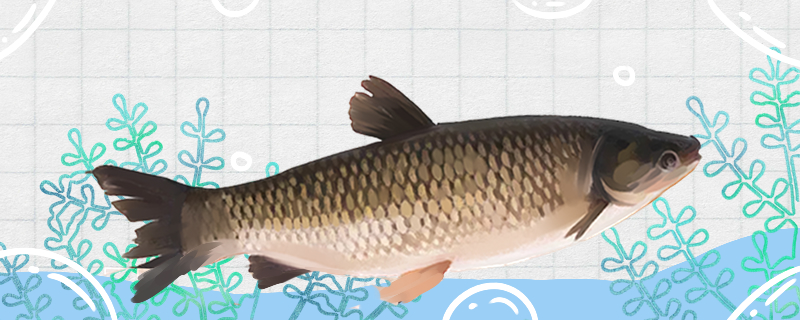 草鱼一般多少斤最大能长到多少斤