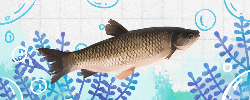 草魚は10キロまでどのくらいかかりますか。何を与えても成長が速いですか。