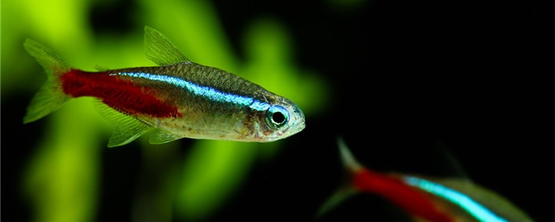 红绿灯鱼肚子鼓胀是什么原因 怎么治疗 鱼百科