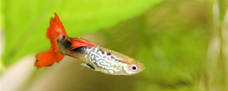 Why guppies die as soon as they turn white and how to prevent them from turning