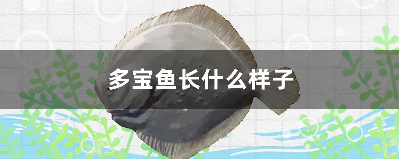 多宝鱼长什么样子