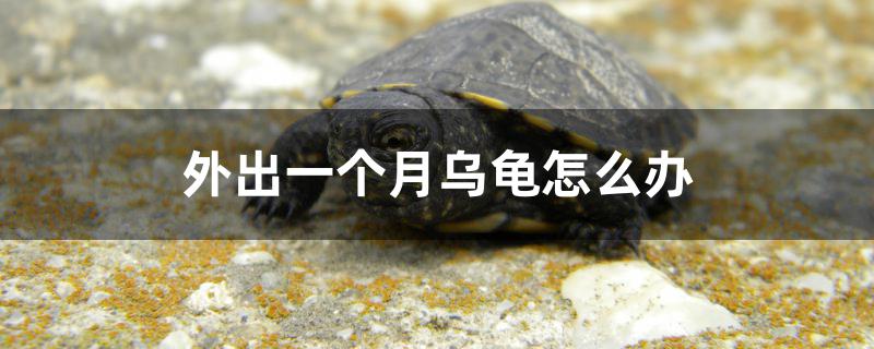 外出一个月乌龟怎么办 水族灯（鱼缸灯）