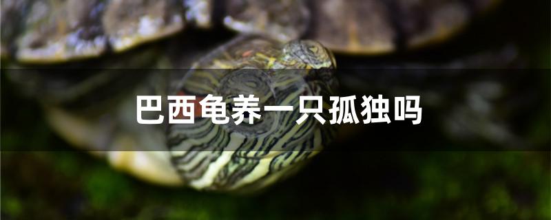 巴西龟养一只孤独吗