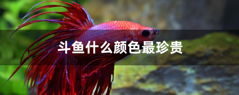 斗鱼什么颜色最珍贵