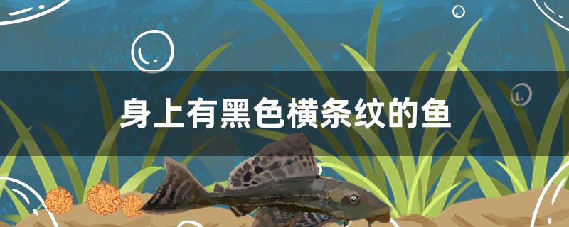 身上有黑色横条纹的鱼是什么鱼