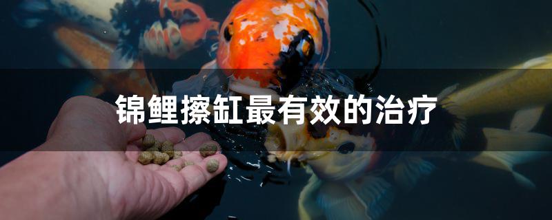 锦鲤擦缸最有效的治疗是什么 鱼缸水质稳定剂