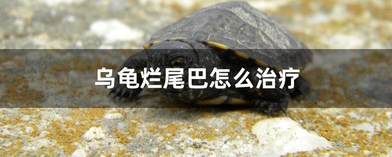 乌龟烂尾巴怎么治疗 电鳗