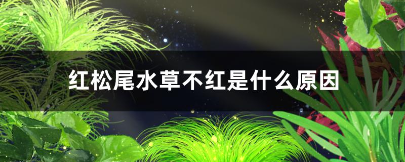 What reason is red pine tail water grass not red, how to solve?