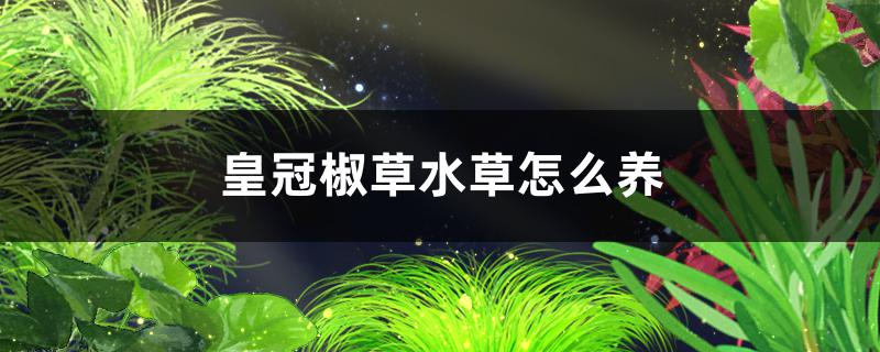 皇冠椒草水草好养吗怎么养 狗仔（招财猫)鱼苗