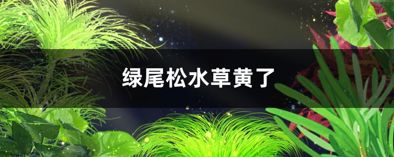 绿尾松水草黄了是什么原因怎么处理