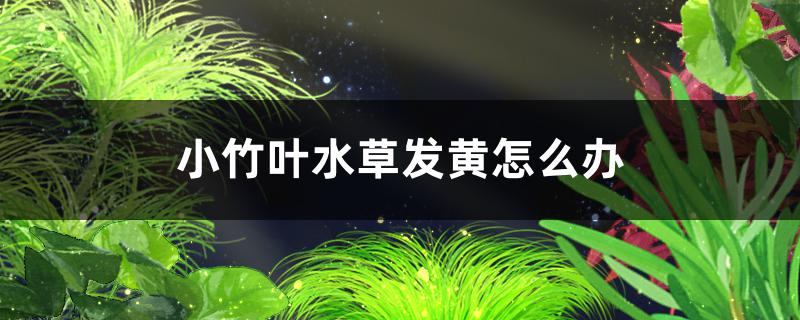 Small bamboo leaf water plant hair is what reason is yellow, how to solve?