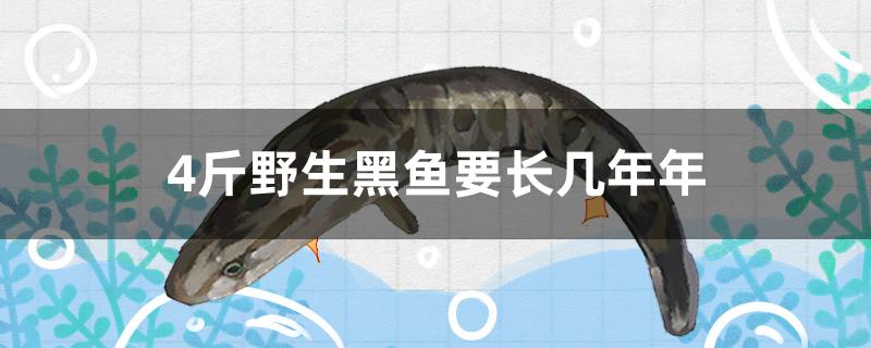 4斤野生黑魚要長幾年 大白鯊魚苗