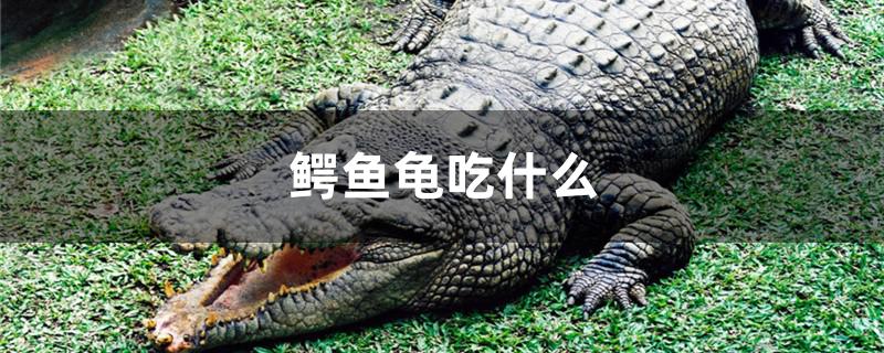 鳄鱼龟吃什么