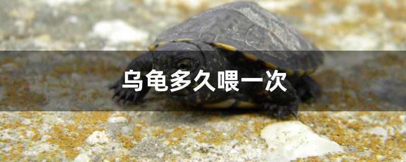 乌龟多久喂一次