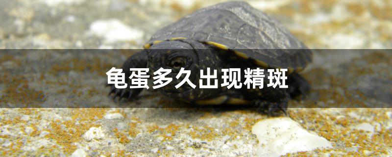 龜?shù)岸嗑贸霈F(xiàn)精斑 錦鯉飼料