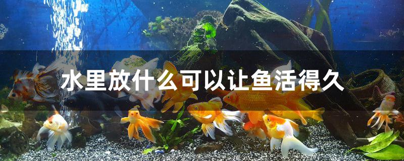 水里放什么可以让鱼活得久 鱼缸清洁用具