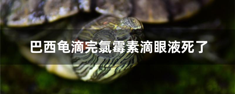 為什麼巴西龜滴氯黴素滴眼液死了