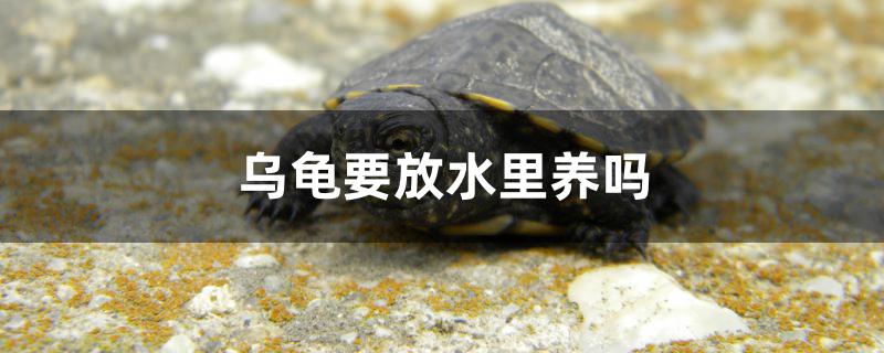 乌龟要放水里养吗