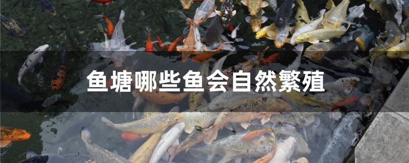 魚塘哪些魚會(huì)自然繁殖 丹頂錦鯉魚