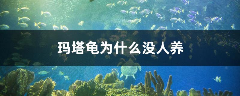 瑪塔龜為什么沒人養(yǎng) 白子金龍魚