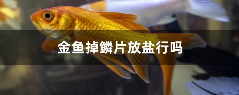 金魚掉鱗片放鹽行嗎