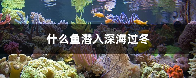 什么鱼潜入深海过冬 量子养鱼技术