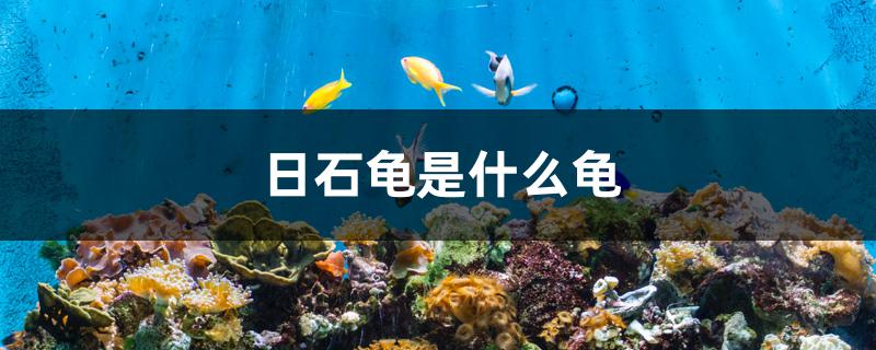 日石龟是什么龟 水族展会