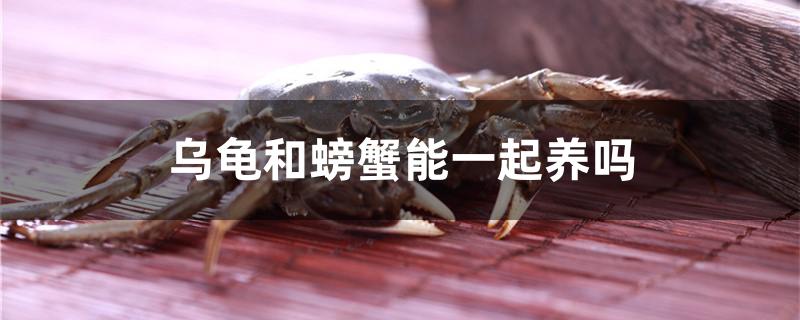 乌龟和螃蟹能一起养吗