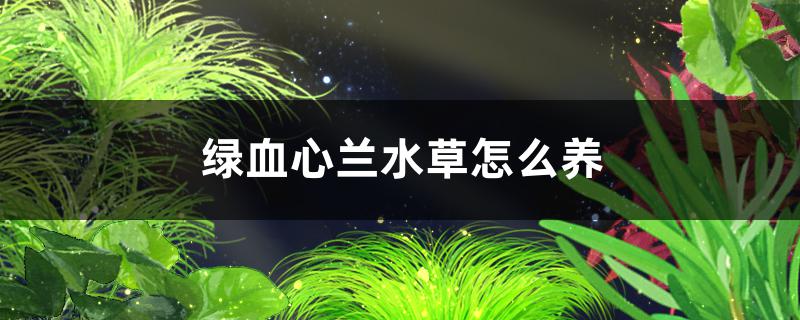 緑の血の心の蘭の水草は飼いやすいですか？どうやって飼いますか？