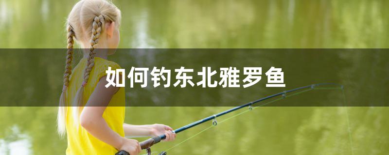 如何钓东北雅罗鱼