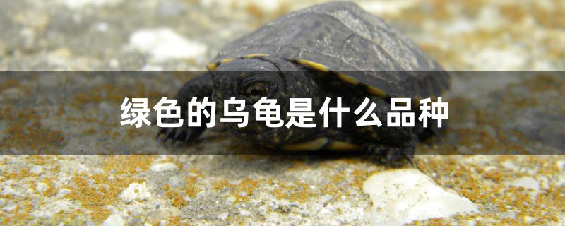绿色的乌龟是什么品种