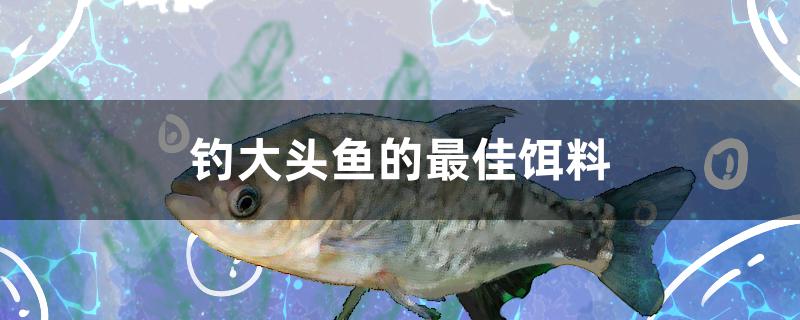 釣大頭魚的最佳餌料是什么 羽毛刀魚苗