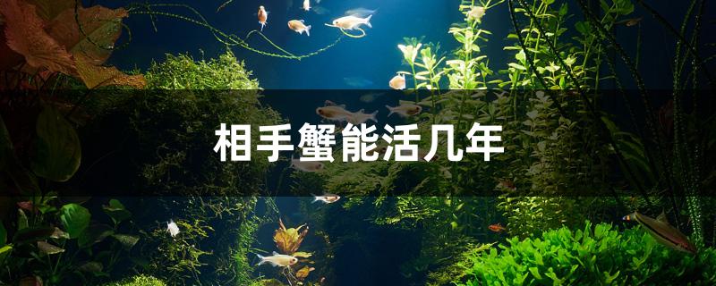 相手蟹能活幾年 觀賞魚疾病