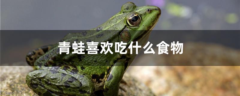 青蛙喜欢吃什么食物