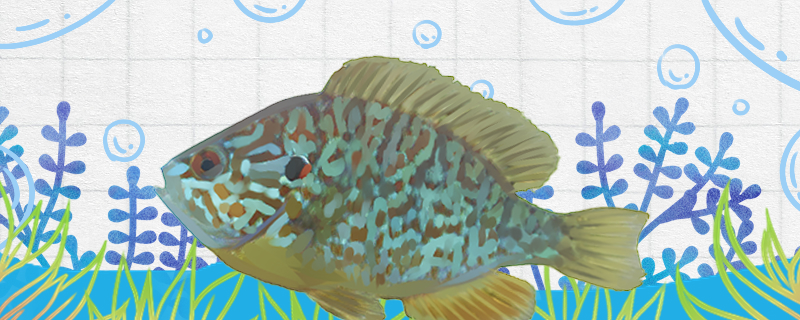 Is Sunfish Tilapia, and what is the difference between Tilapia?