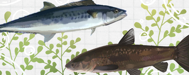 Is herring and Spanish mackerel the same kind of fish? What's the difference?