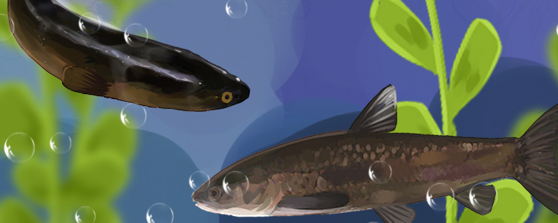 Are herring and snakehead the same fish? What's the difference?