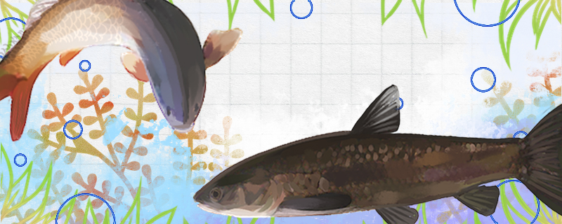 Black carp and carp are the same kind of fish, what is the difference?