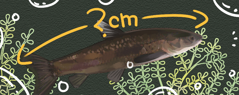 How big can a herring grow and reproduce?