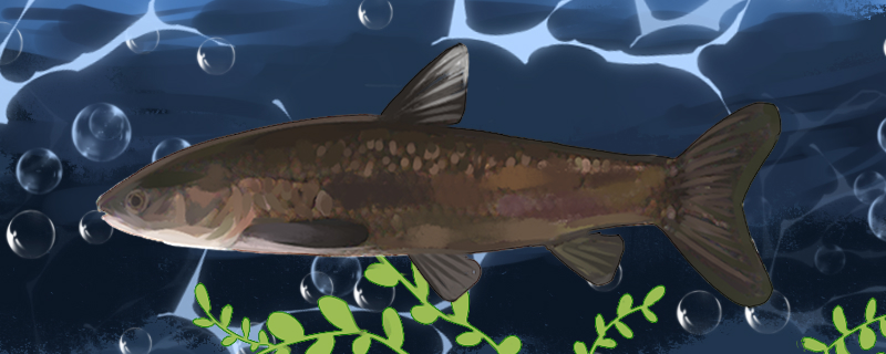 How to raise black carp? How deep is the water?