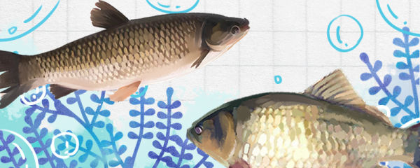 鲫鱼是草鱼吗，和草鱼有什么区别