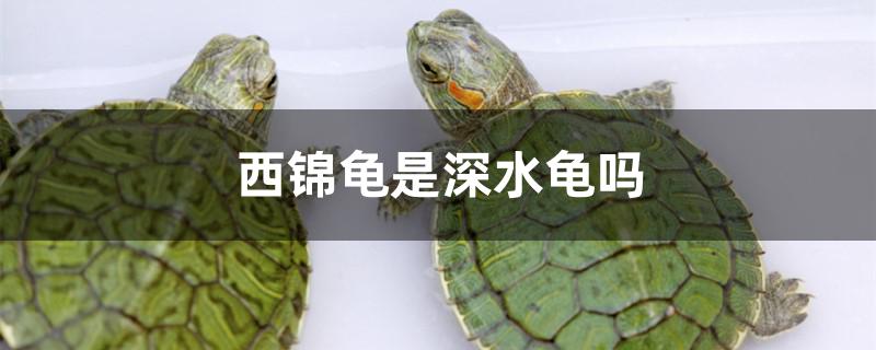 西锦龟是深水龟吗