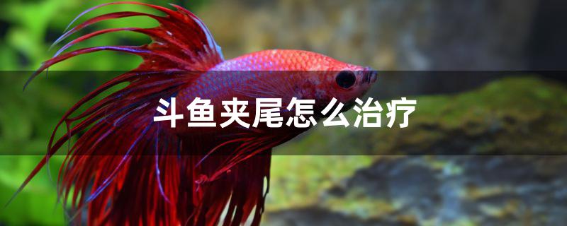 斗魚夾尾怎么治療