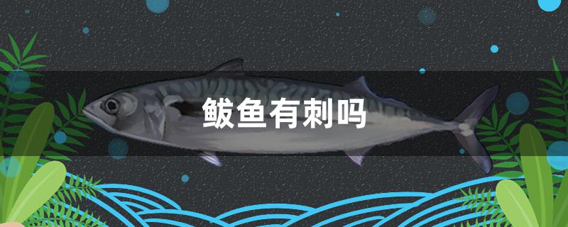 鲅魚有刺嗎