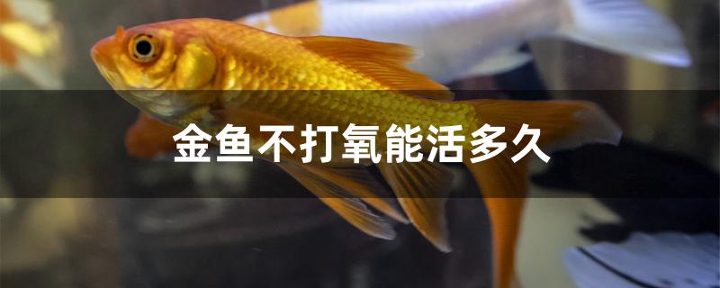 金魚不打氧能活多久 金老虎魚