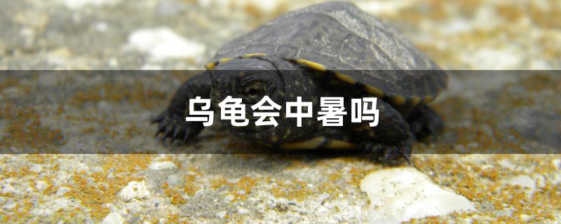 烏龜會(huì)中暑嗎 觀賞魚(yú)市場(chǎng)