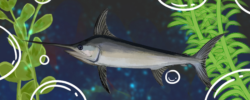 剣魚は海魚か淡水魚か、淡水で生きられるのか