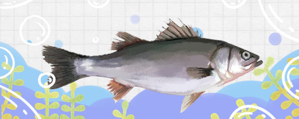 鲈鱼是什么鱼，属于海水鱼吗
