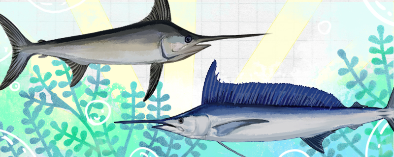 Does the sailfish swim faster than the swordfish?
