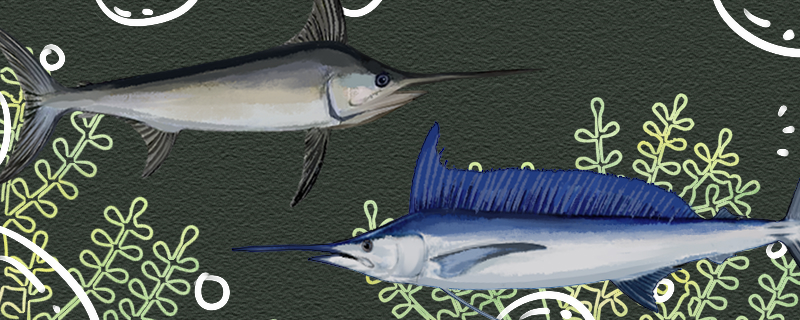 旗鱼和剑鱼是同一种鱼吗，有什么区别
